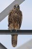 Saker Falcon Falco cherrug - endangered species